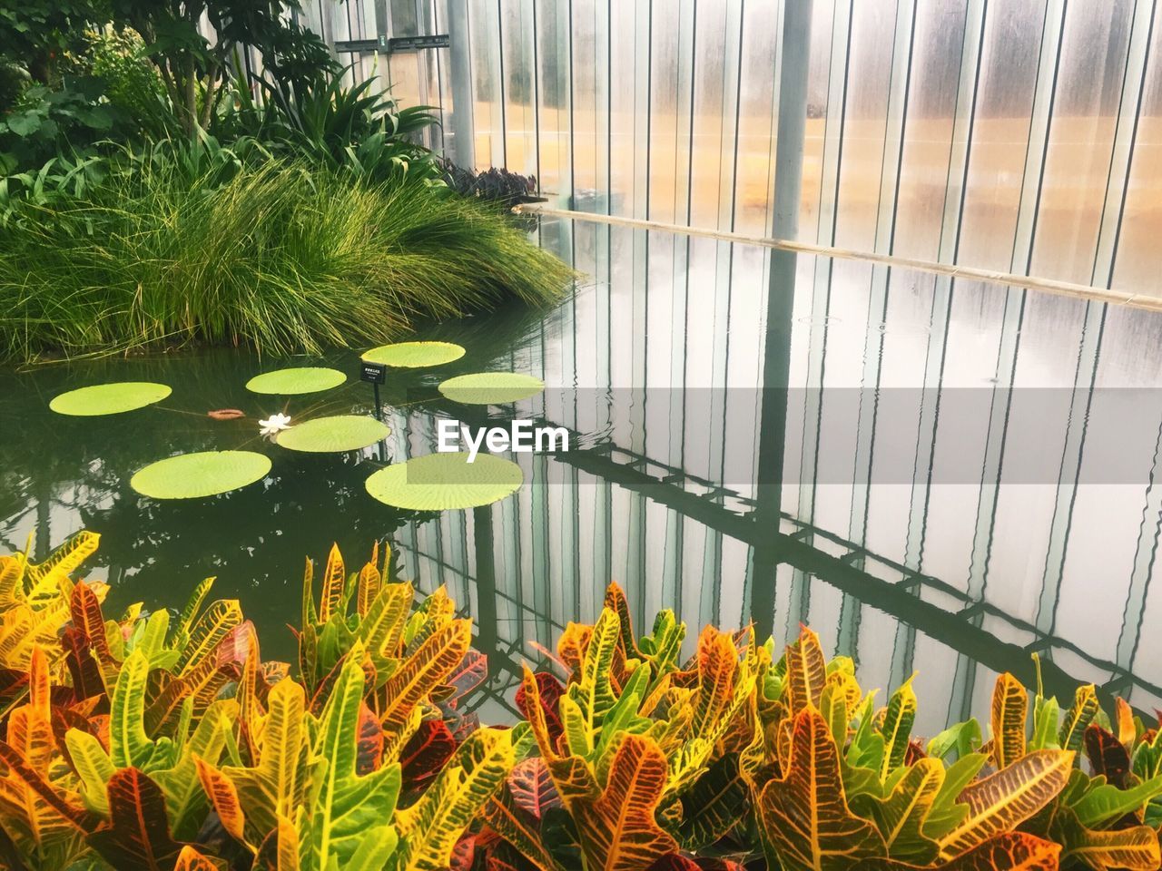 Close-up of leaves floating in water
