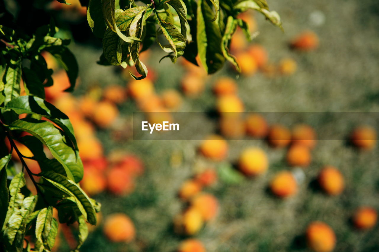 High angle view of peach tree