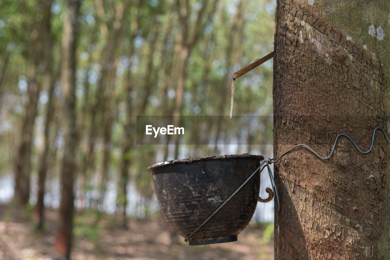 CLOSE-UP OF RUSTY HANGING ON TREE IN FOREST