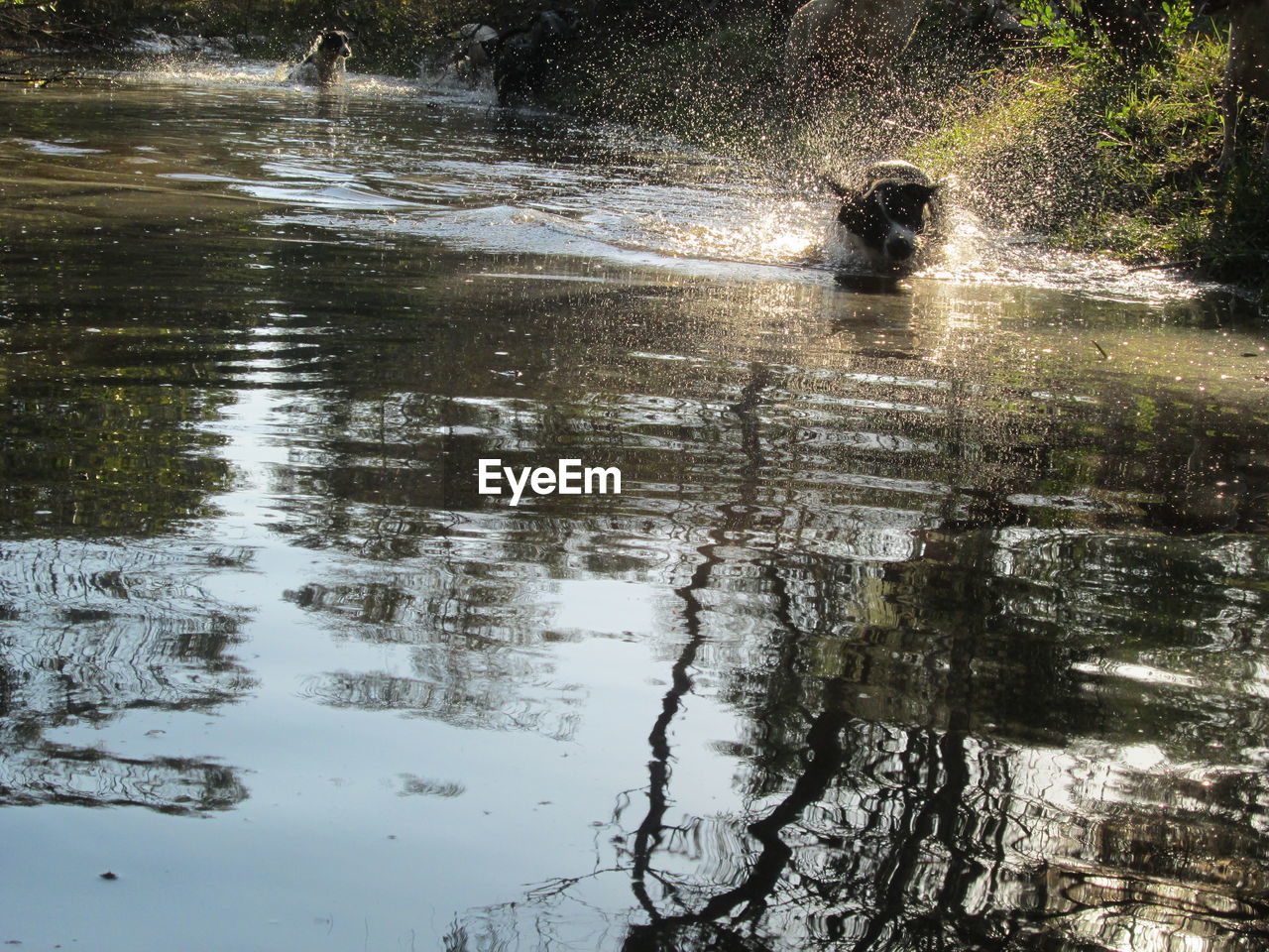 VIEW OF WATER SPLASHING IN WATER