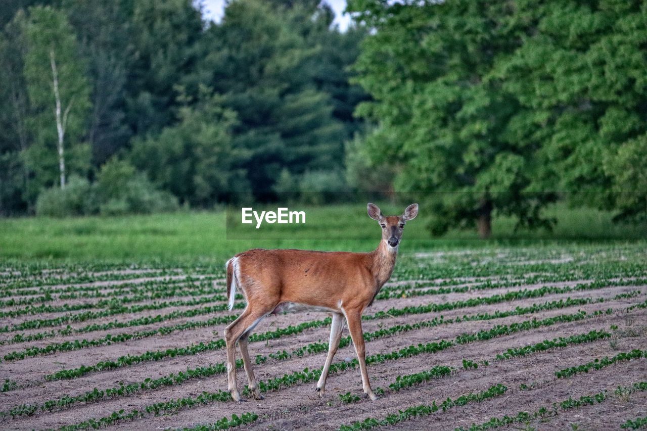 Portrait of deer standing on field