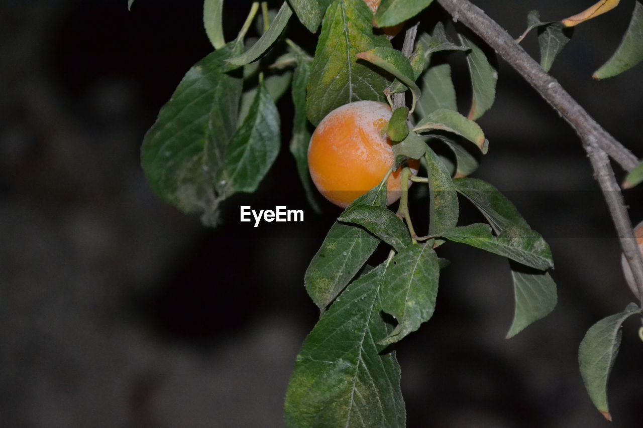 Close-up of orange fruit on tree