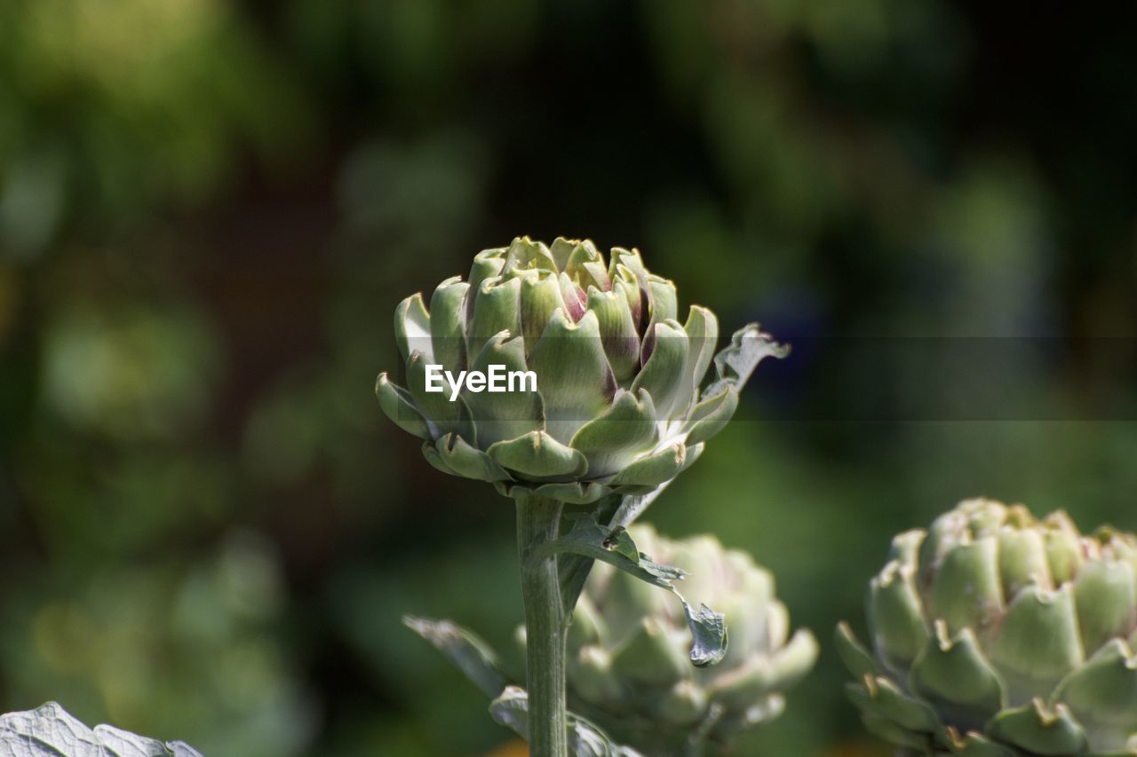 Close-up of white flowering plant