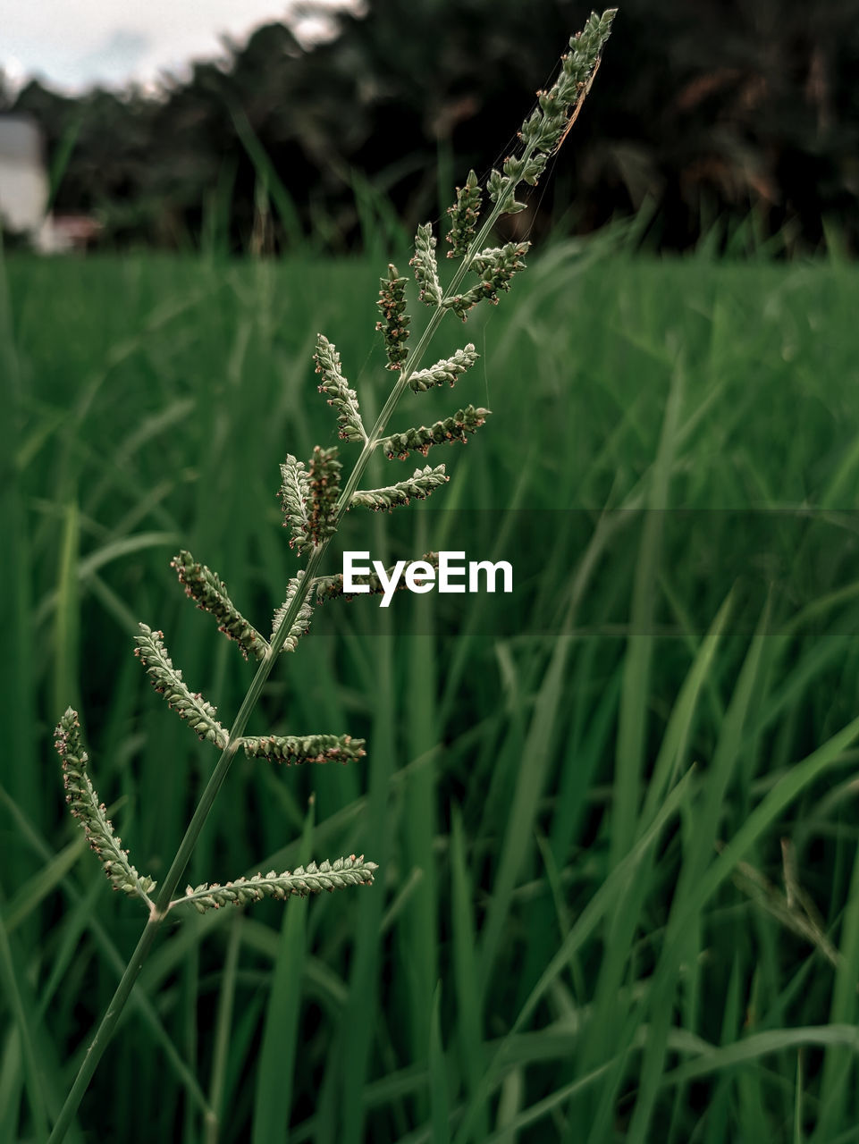 CLOSE-UP OF FRESH GREEN PLANT IN FIELD