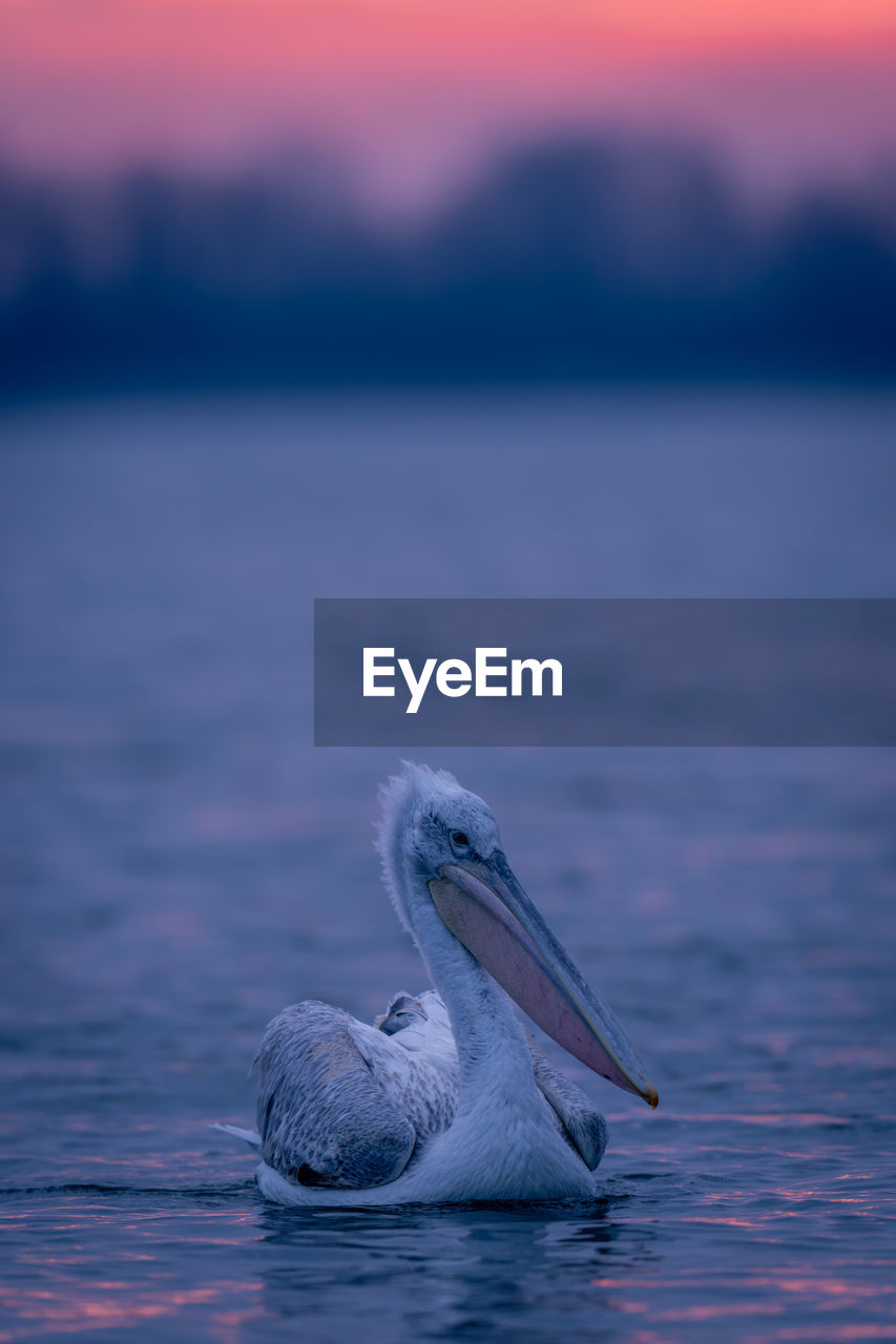 close-up of pelican perching on lake