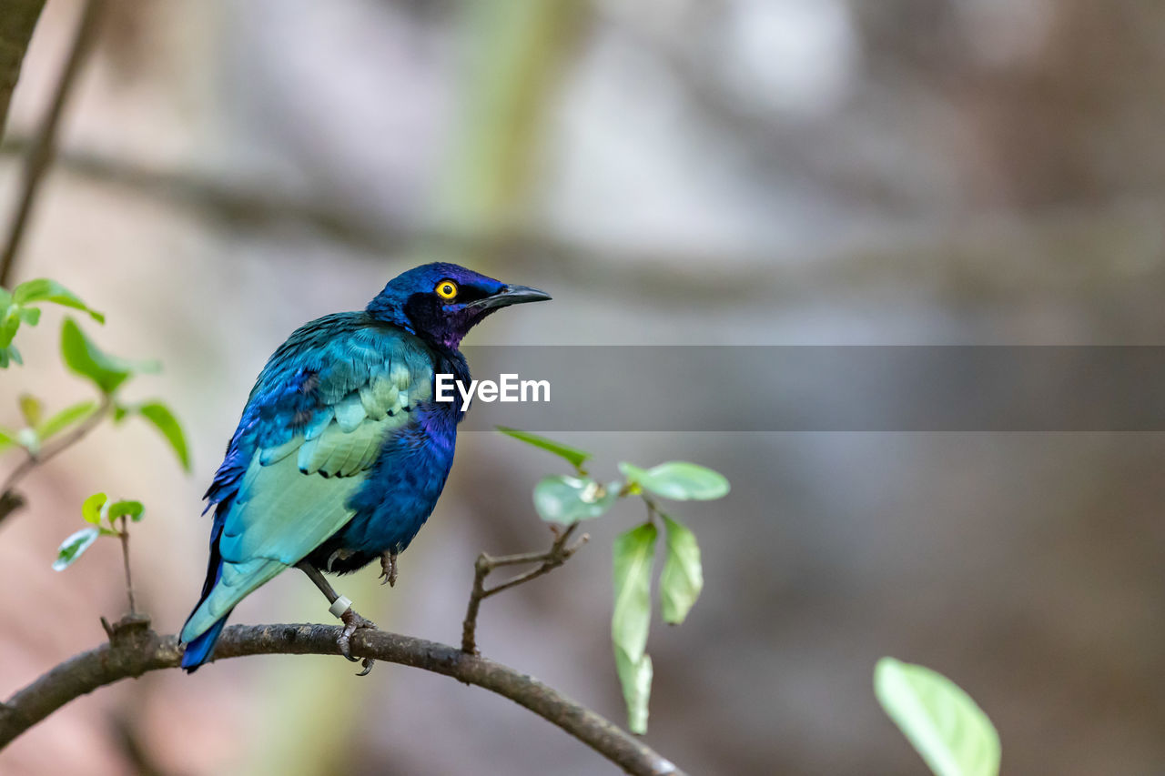 CLOSE-UP OF BIRD PERCHING ON TREE