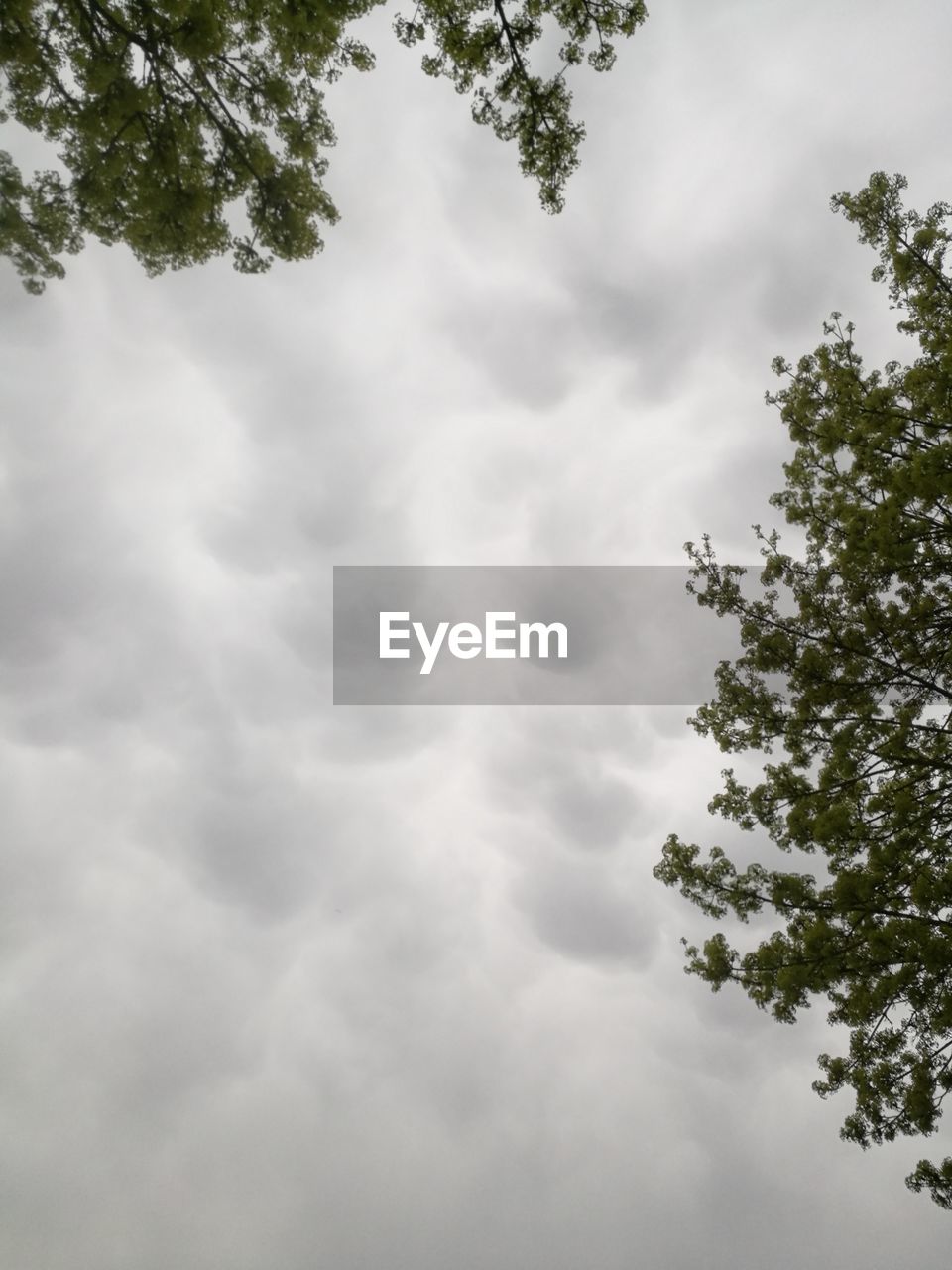 LOW ANGLE VIEW OF TREES AGAINST CLOUDY SKY