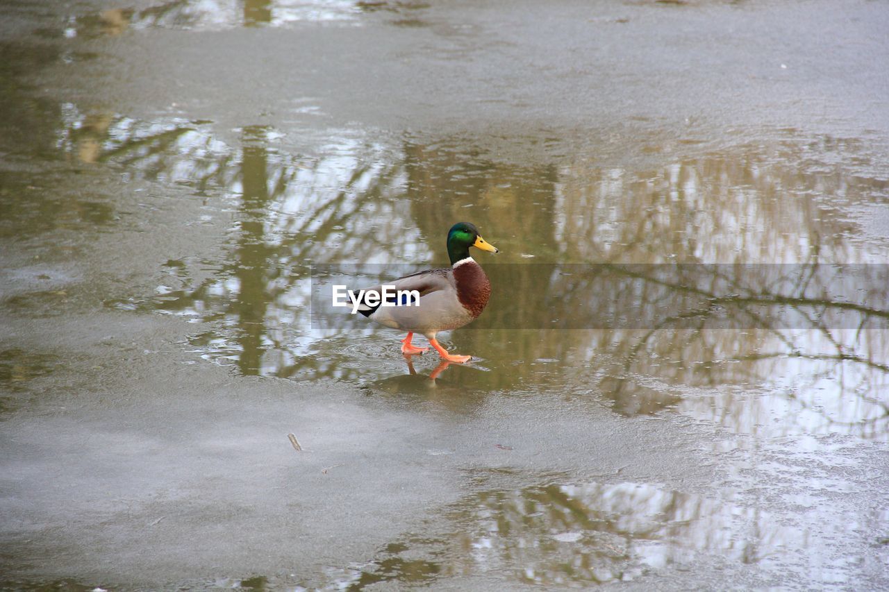 TWO BIRDS IN A LAKE