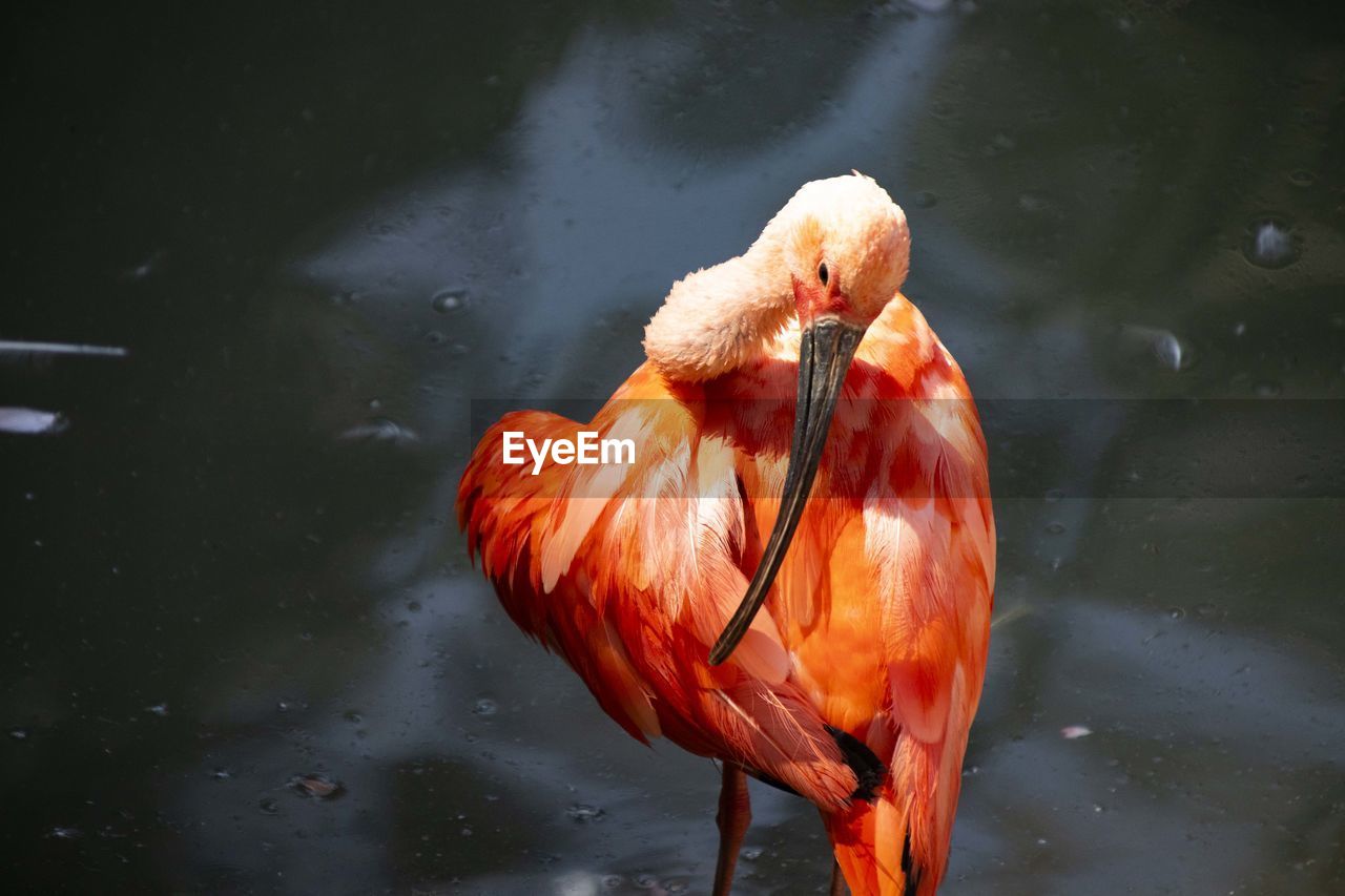 High angle view of bird in lake