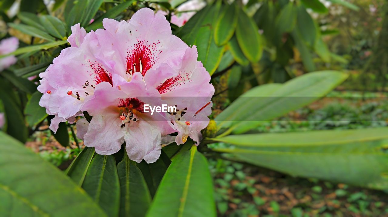 Close-up of pink flower