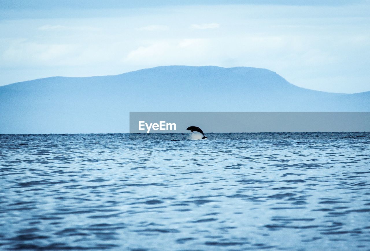 Scenic view of dolphin jumping in sea against mountain