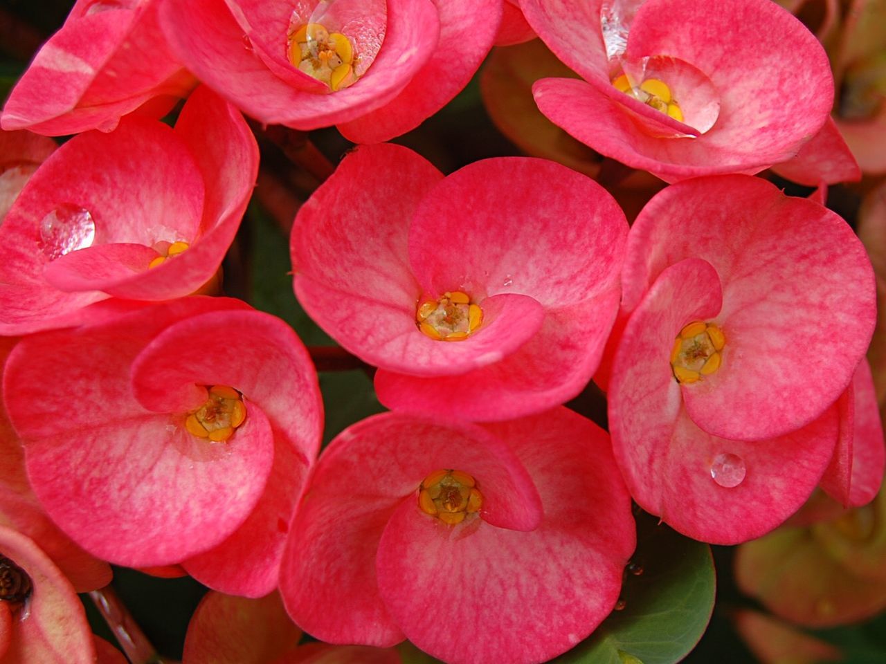 Close-up of pink flower