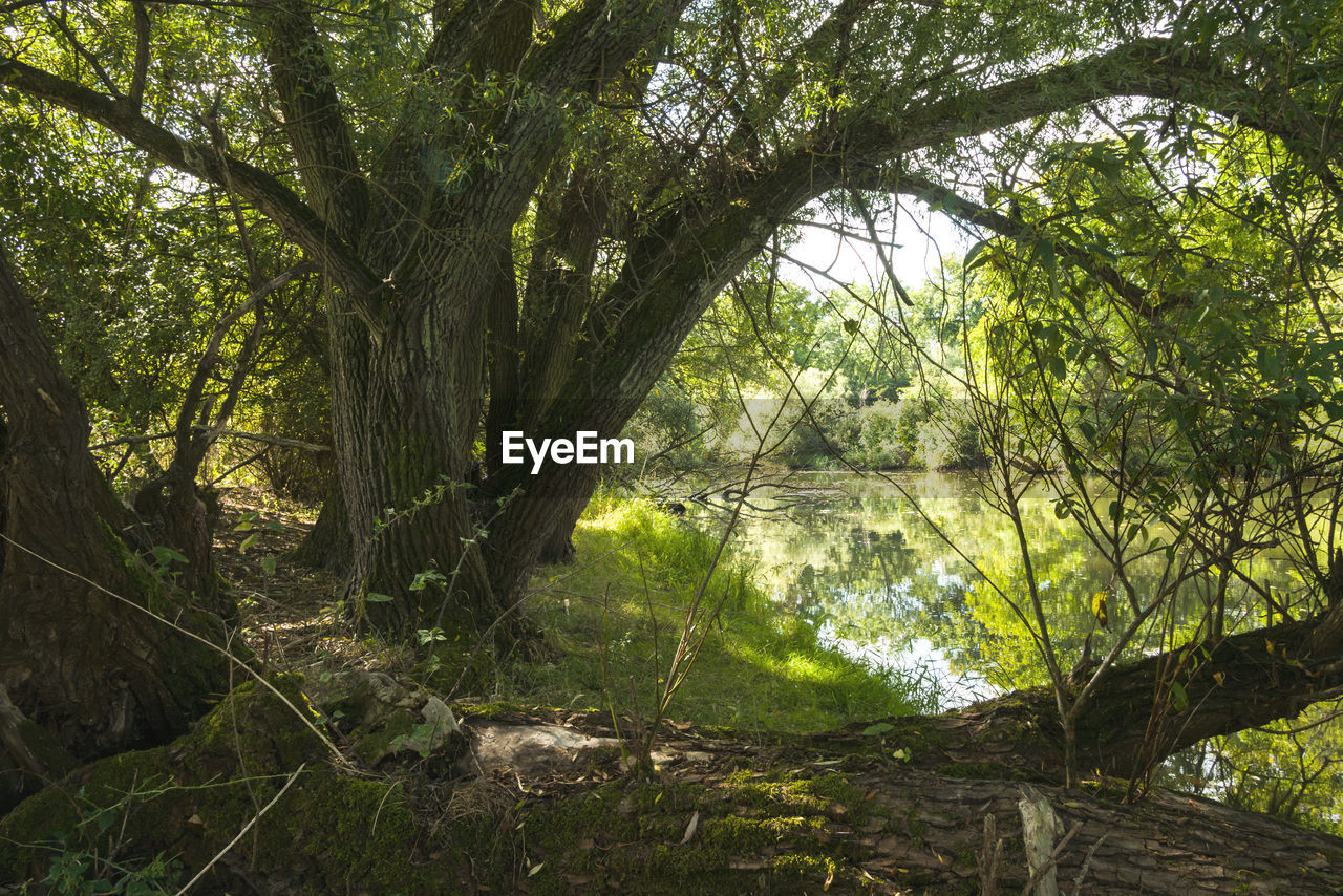 SCENIC VIEW OF TREES IN FOREST