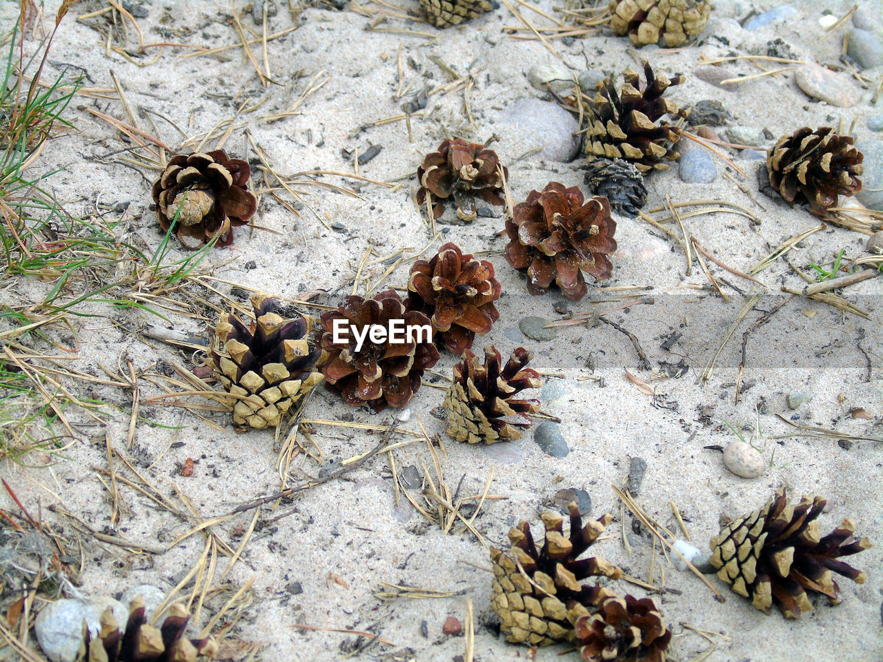 Pine cones in the sand