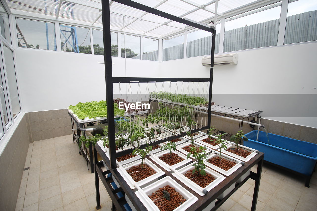 High angle view of potted plants on glass window