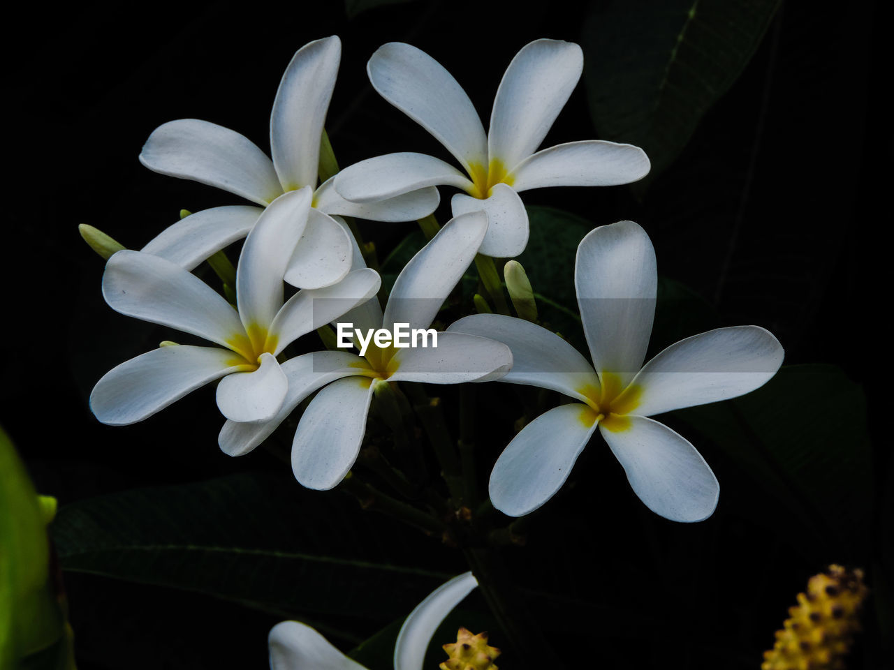 CLOSE-UP OF WHITE FRANGIPANI FLOWERS