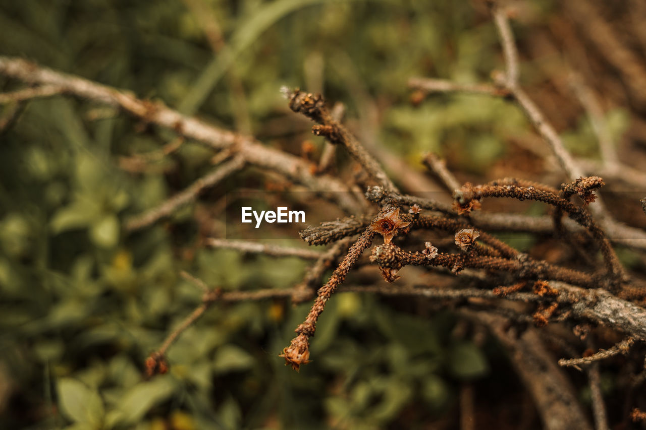 CLOSE-UP OF TWIG ON BRANCH