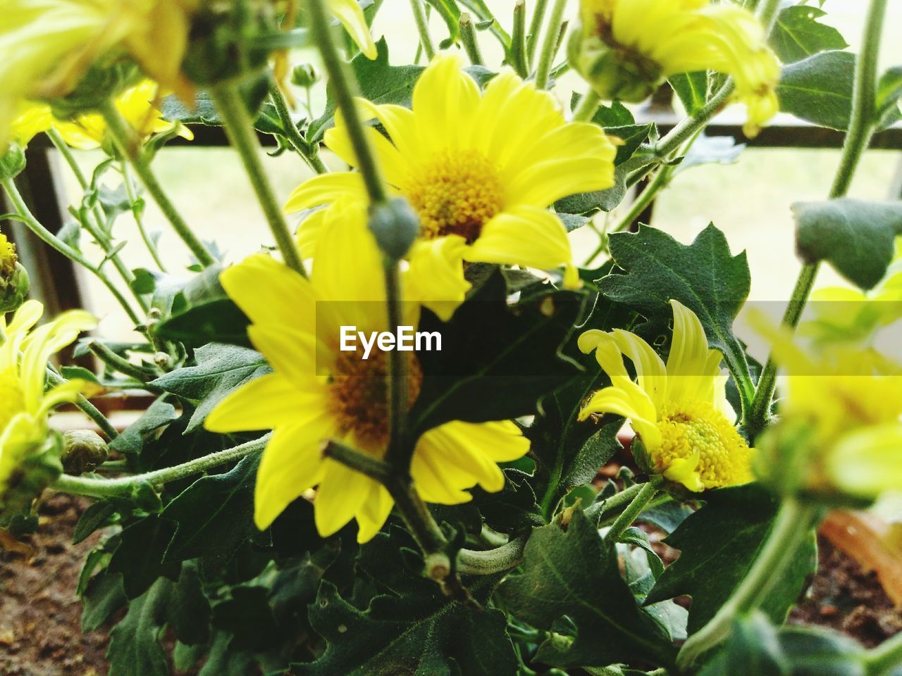 Close-up of fresh yellow flowers in back yard