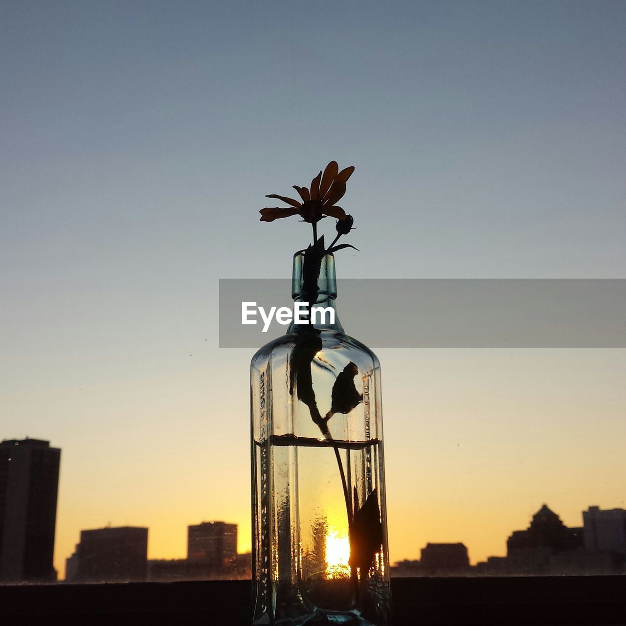 Low angle view of flower in glass vase on window sill