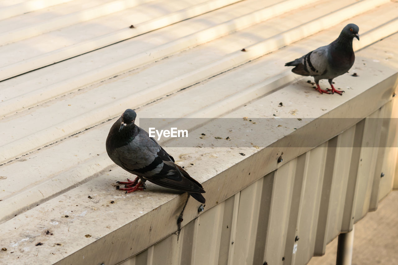 HIGH ANGLE VIEW OF PIGEON PERCHING ON WOODEN RAILING
