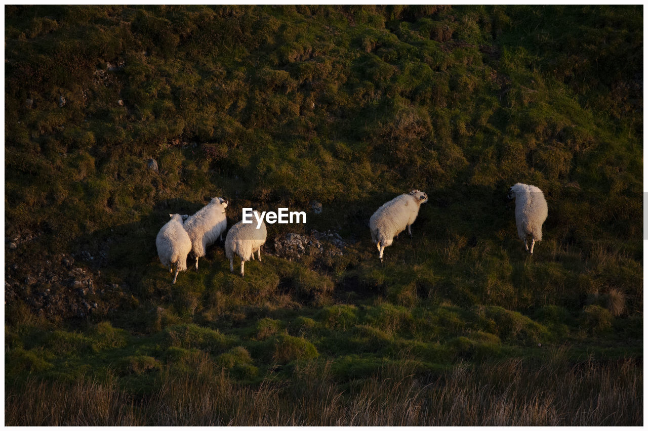 Sheep on the hillside in the kirriemuir countryside...