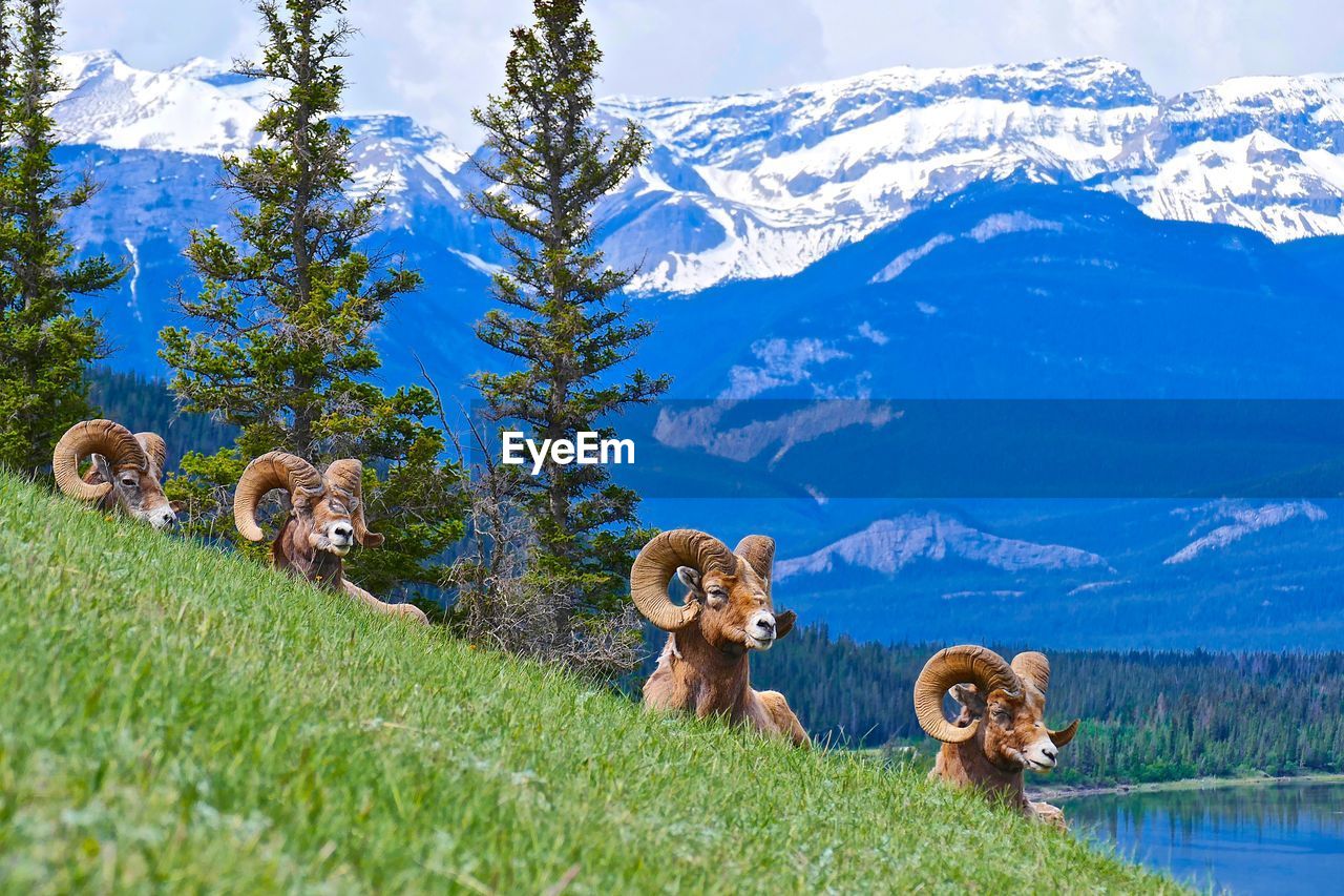 Big horn sheep on field against mountains