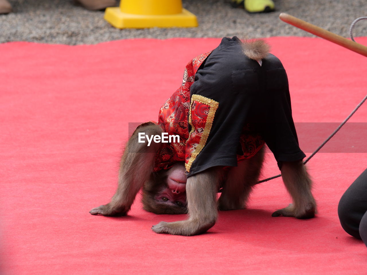 performance, red, sports, adult, animal, full length, carpet, arts culture and entertainment, flooring, mammal, animal themes