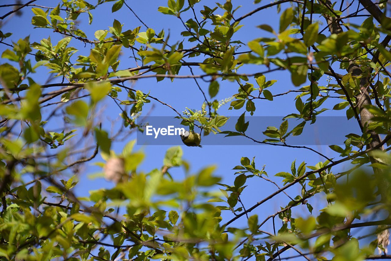 LOW ANGLE VIEW OF A BIRD FLYING OVER TREE