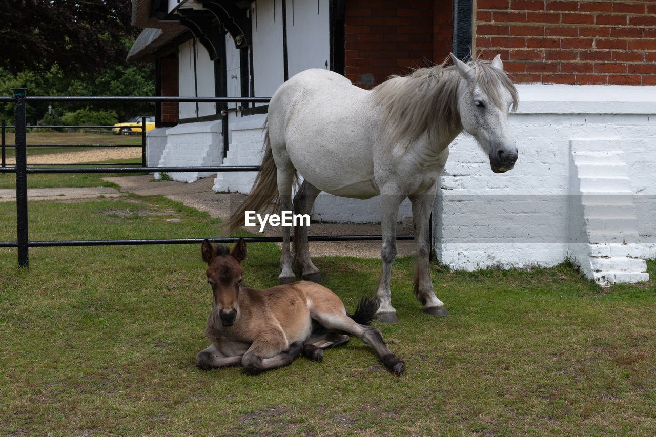 White mare standing with newborn young foal in the new forest