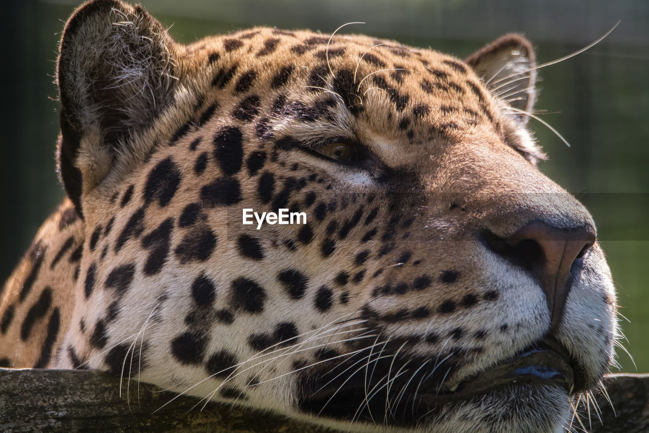 Close-up of a panther looking away