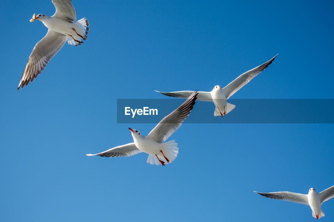 LOW ANGLE VIEW OF SEAGULL FLYING IN SKY