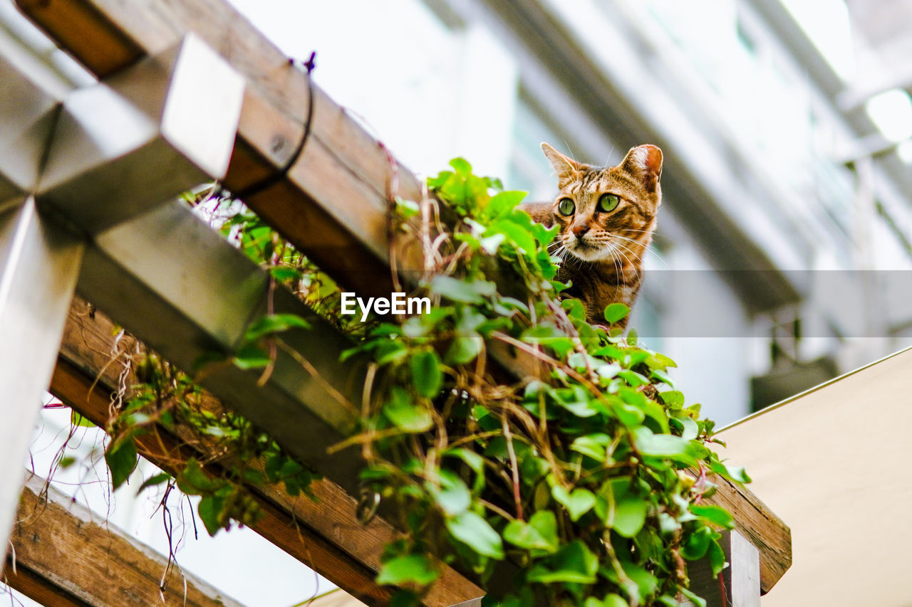 LOW ANGLE VIEW OF A CAT ON PLANT