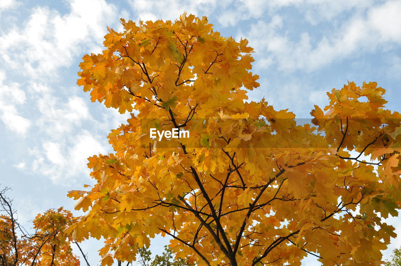 Low angle view of autumnal tree against sky