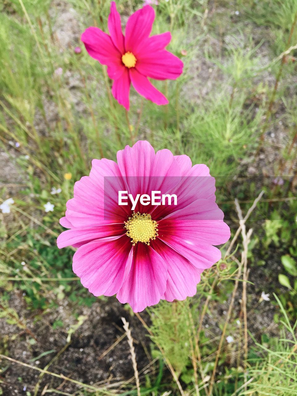 CLOSE-UP OF COSMOS FLOWER BLOOMING OUTDOORS