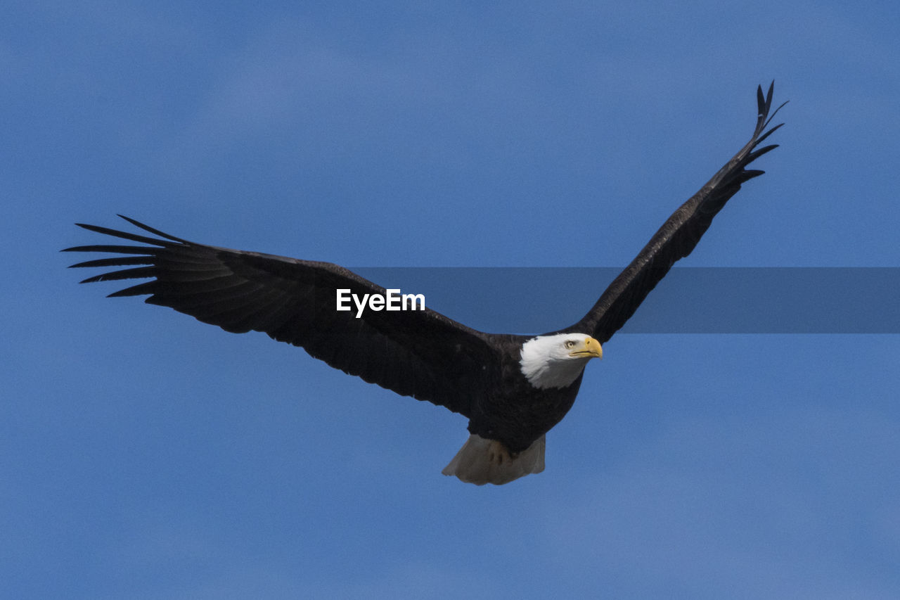 Low angle view of eagle flying in sky