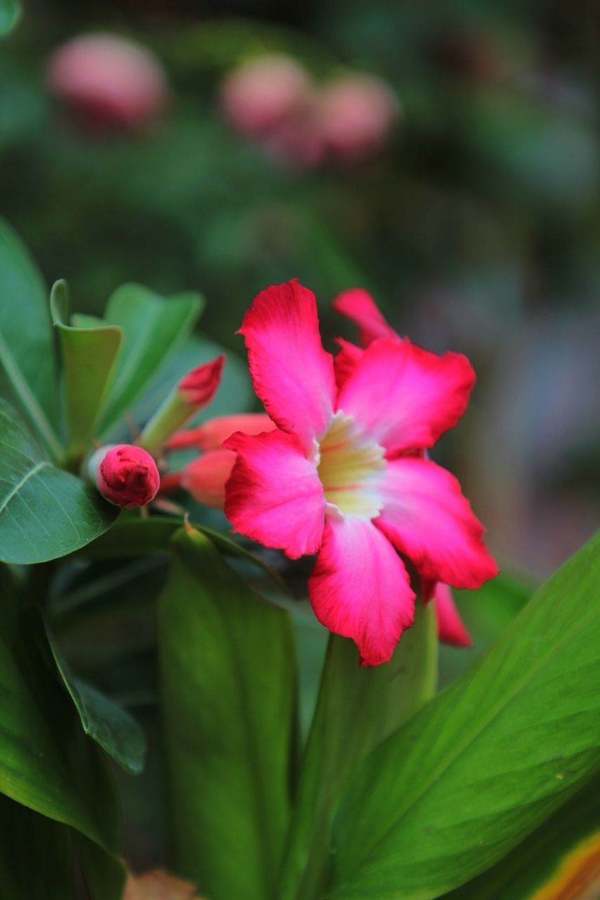 CLOSE-UP OF PINK FLOWERS BLOOMING