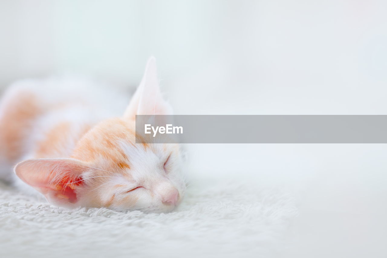 CLOSE-UP OF WHITE CAT SLEEPING