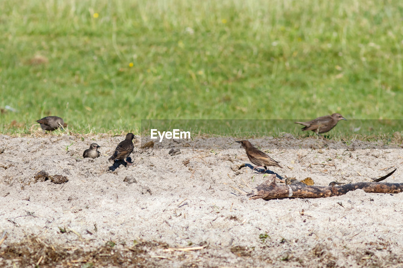 VIEW OF BIRDS ON LAND