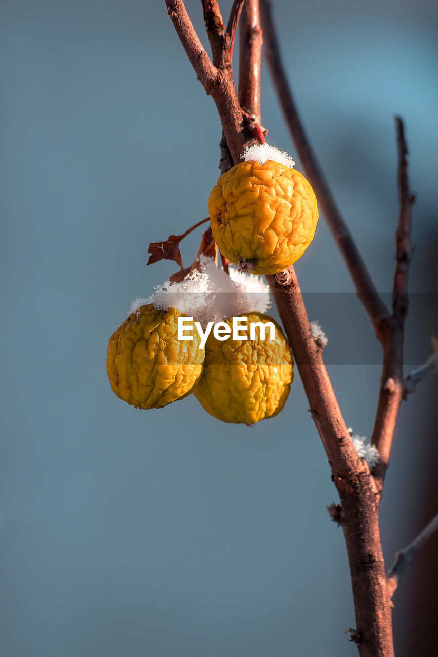 Low angle view of fruits hanging on tree