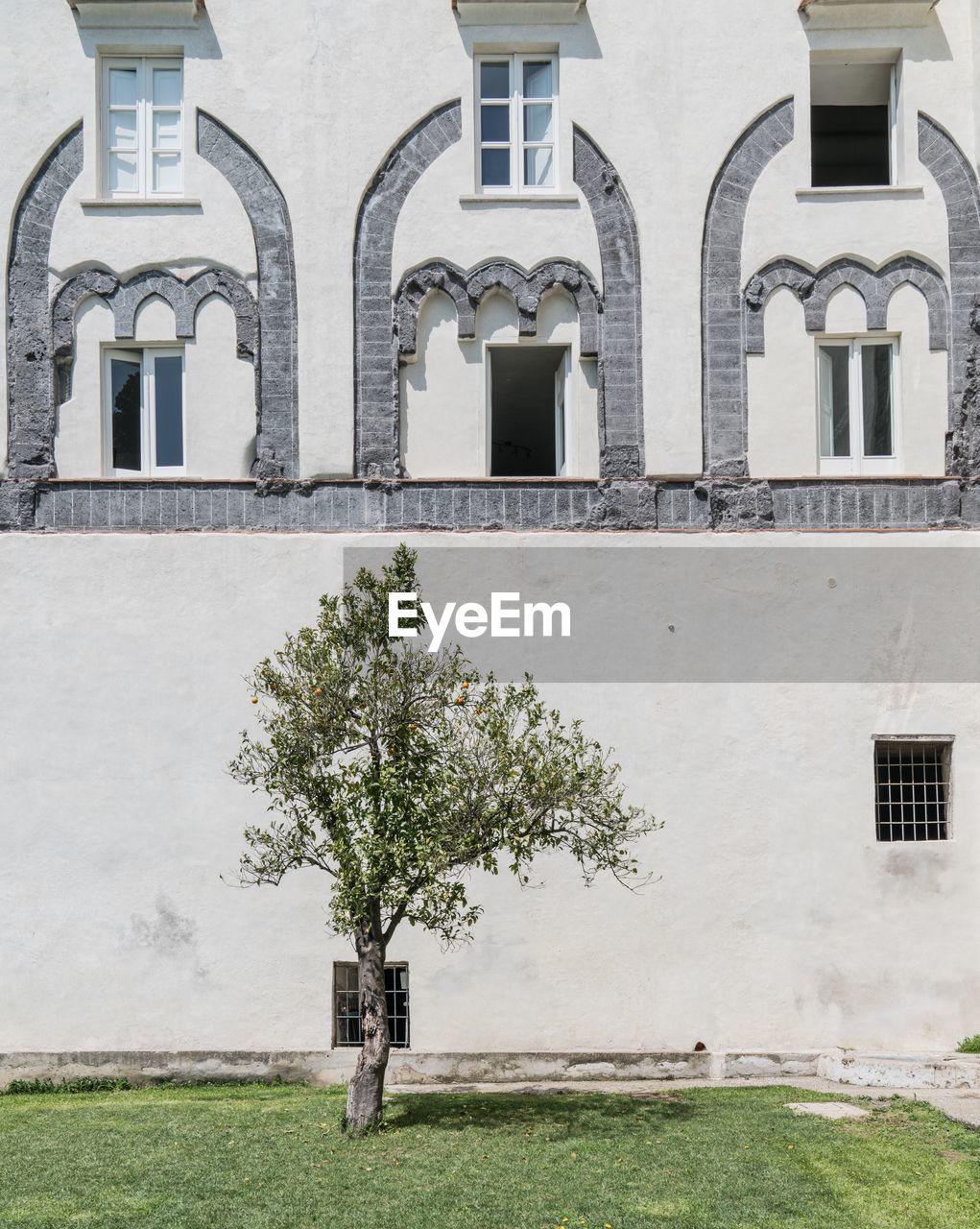 TREE OUTSIDE BUILDING