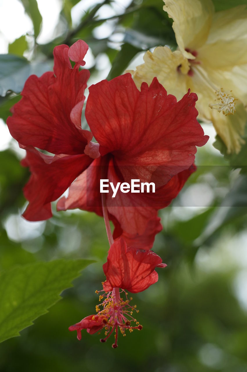 CLOSE-UP OF RED HIBISCUS ON FLOWER