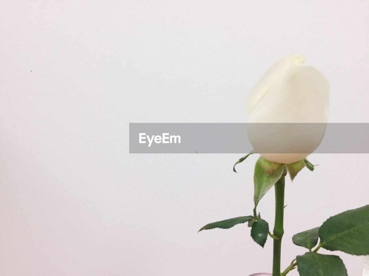 CLOSE-UP OF WHITE FLOWER AGAINST COLORED BACKGROUND