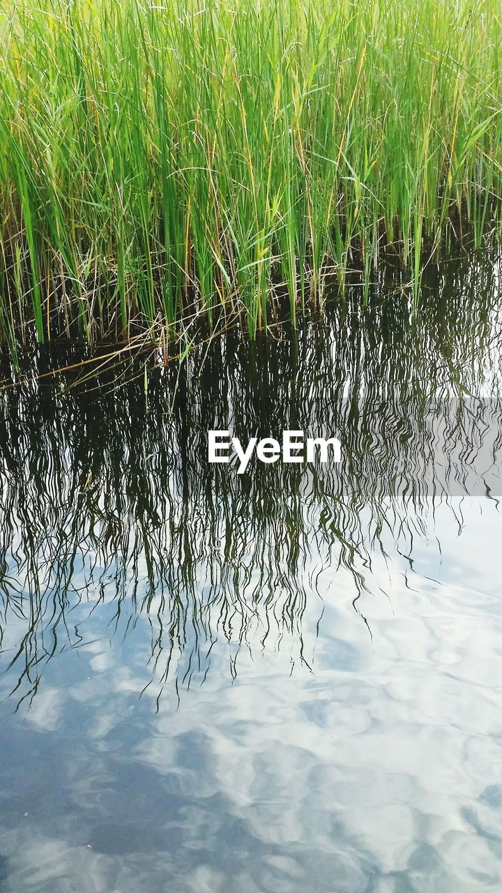 REFLECTION OF TREE IN WATER