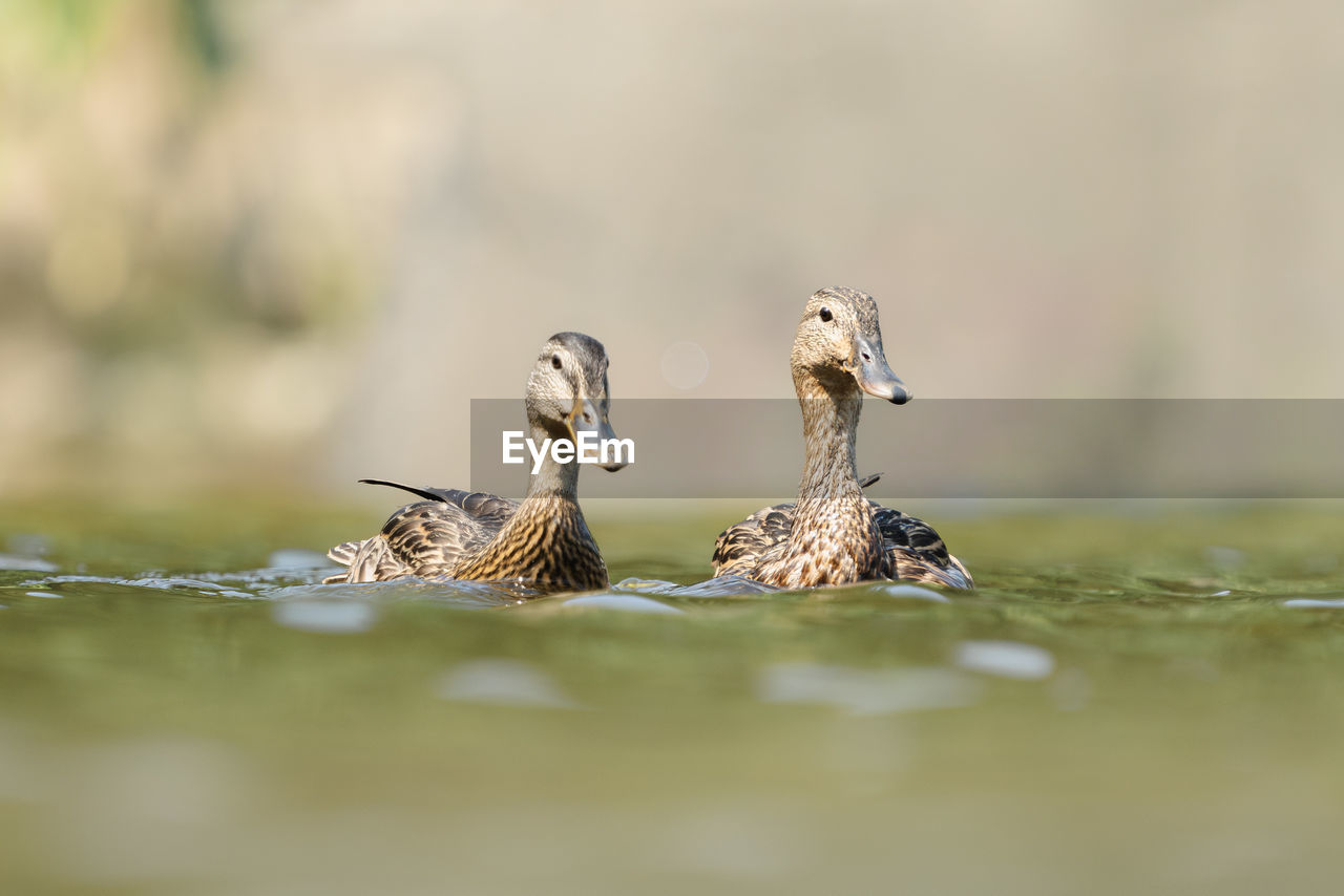 animal wildlife, animal themes, animal, bird, wildlife, selective focus, group of animals, surface level, no people, lake, nature, water, two animals, young animal, copy space, beak, beauty in nature, outdoors, day, side view, reflection, duck, water bird, full length, portrait, environment, grass, focus on foreground, eating, pattern, animal behavior, sitting, plain