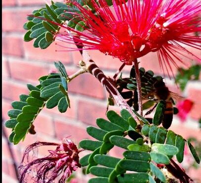 CLOSE-UP OF INSECT ON PLANT