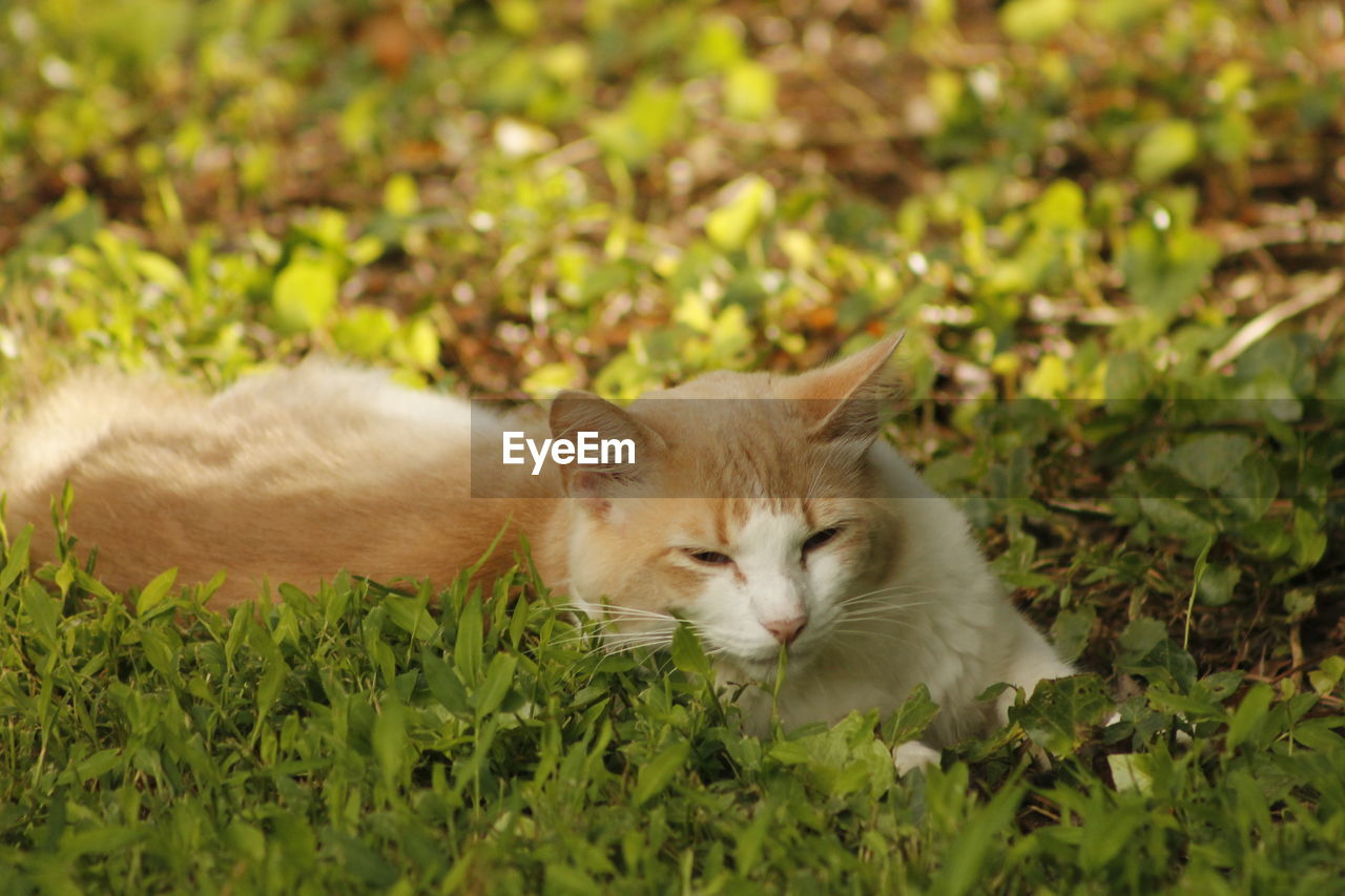 CLOSE-UP OF A CAT LOOKING AWAY