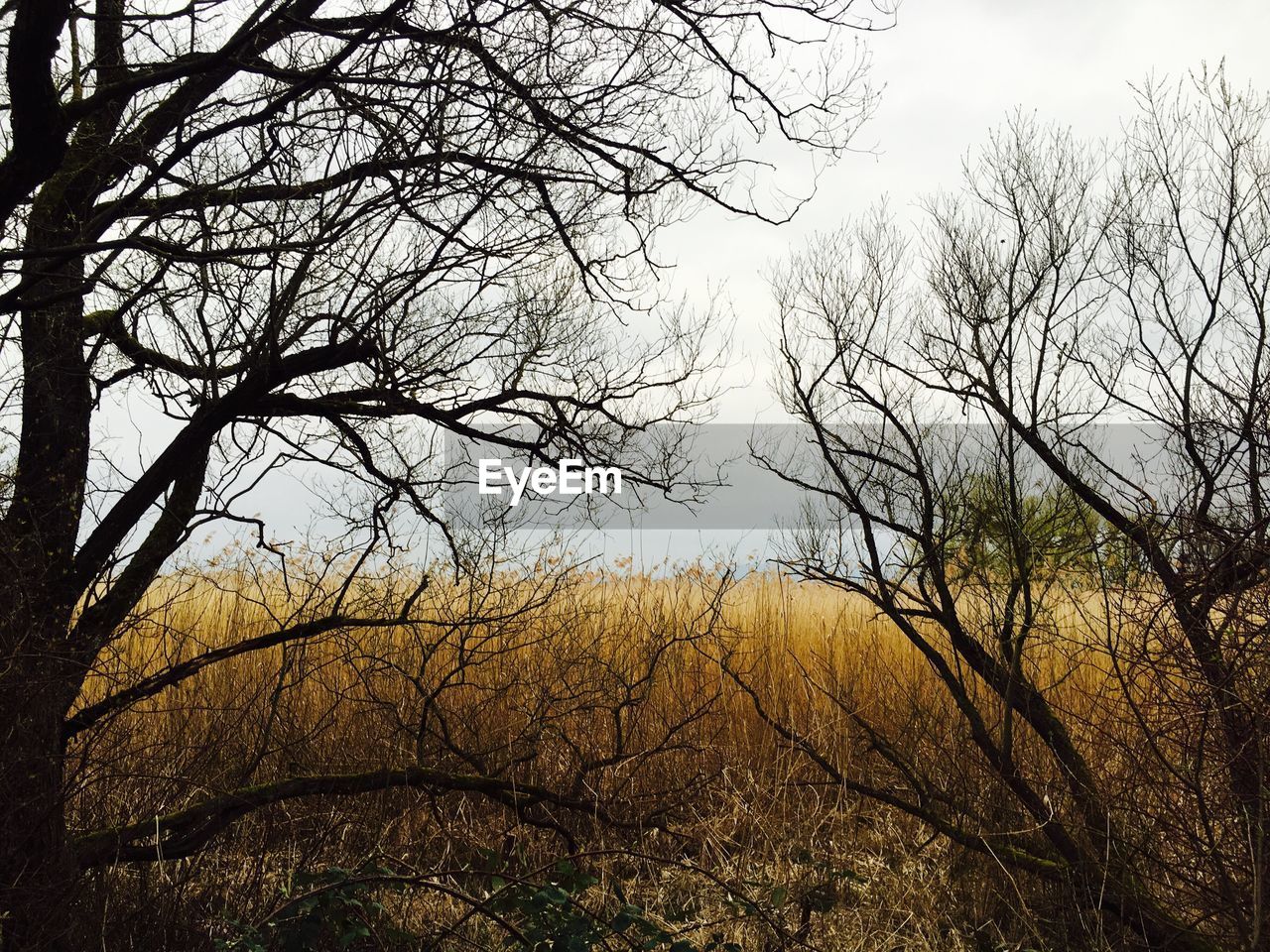 TREES ON LANDSCAPE