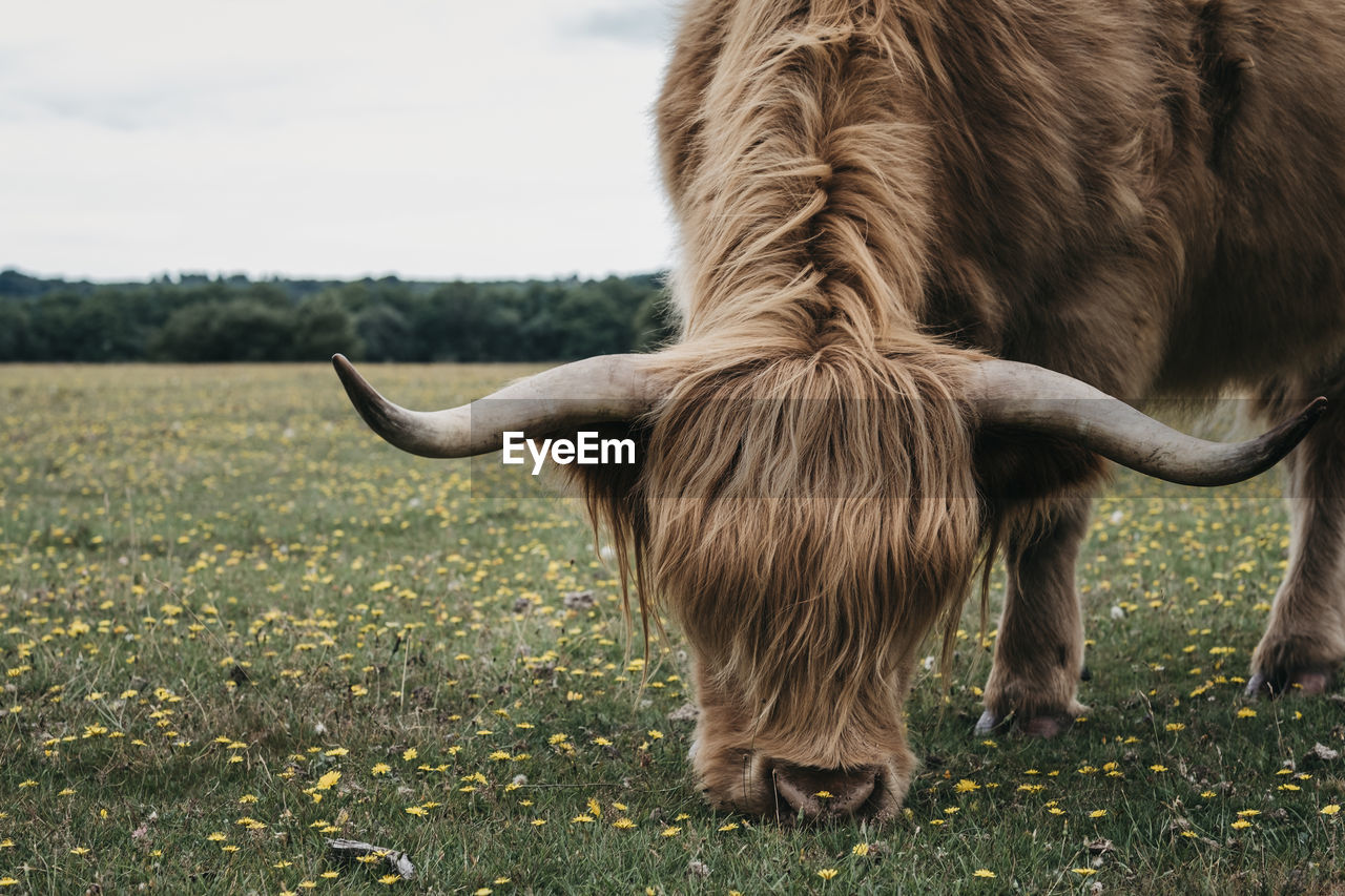 Close up of the highland cattle grazing in the new forest park in dorset,uk, in summer.