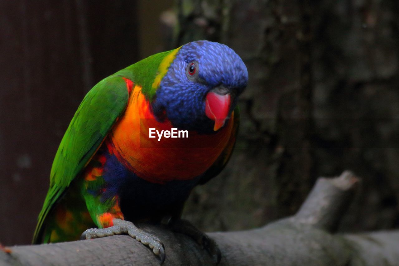 Close-up of parrot perching on wood