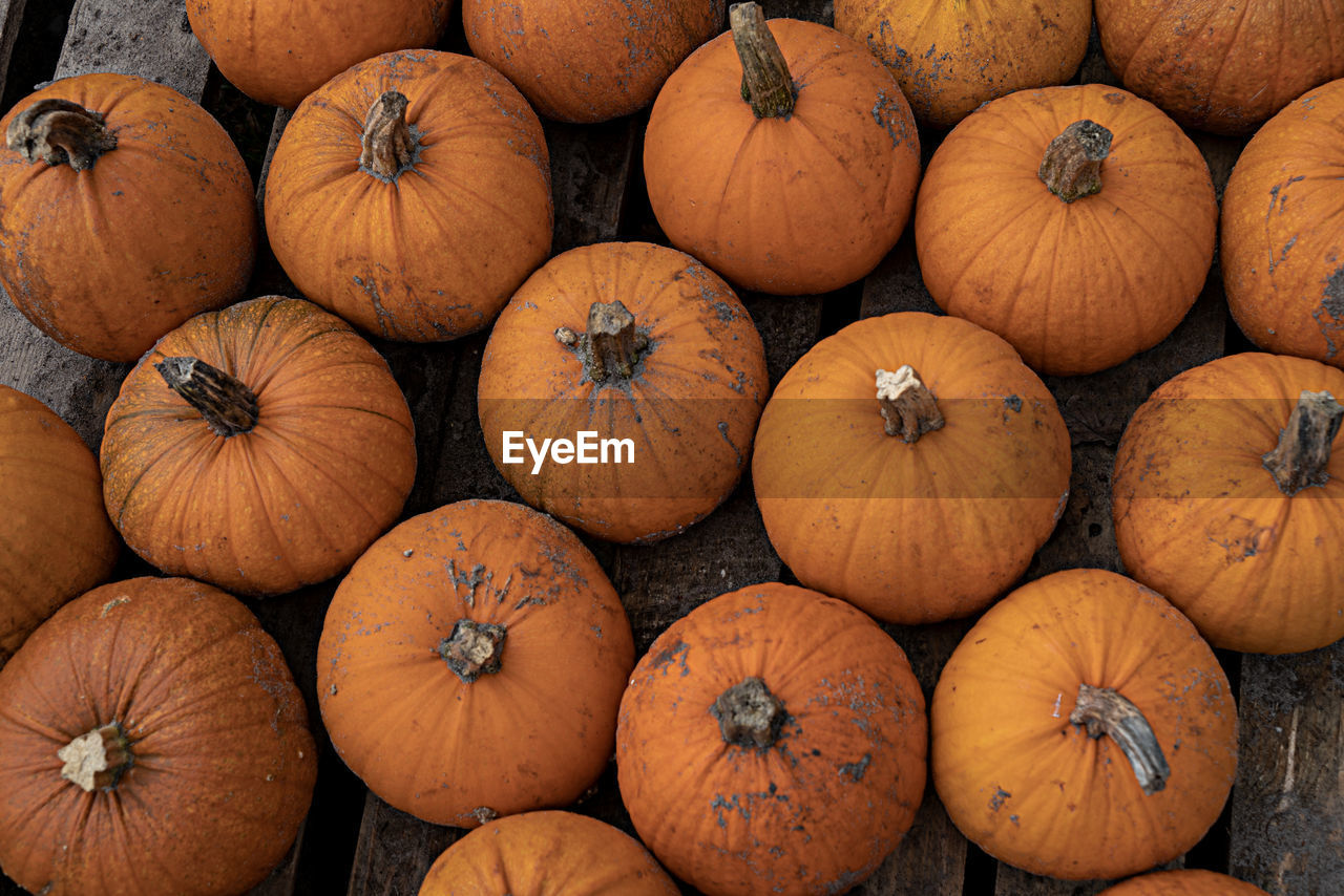 Full frame shot of pumpkins